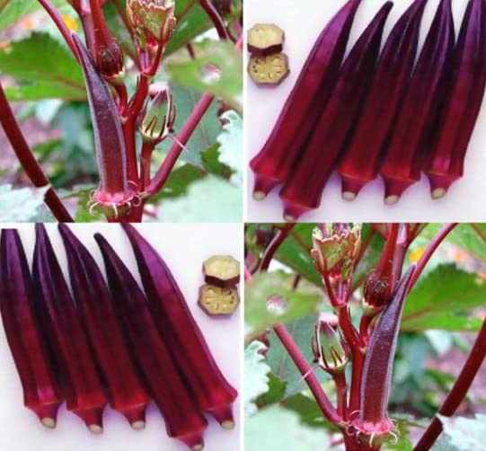 DIOART®ZSR-Red Okra,LaL Bhindi Seeds for Home Gardening-50-OKR -A+114 (B0CM3Q1KW6) Amazon Price History, Amazon Price Tracker