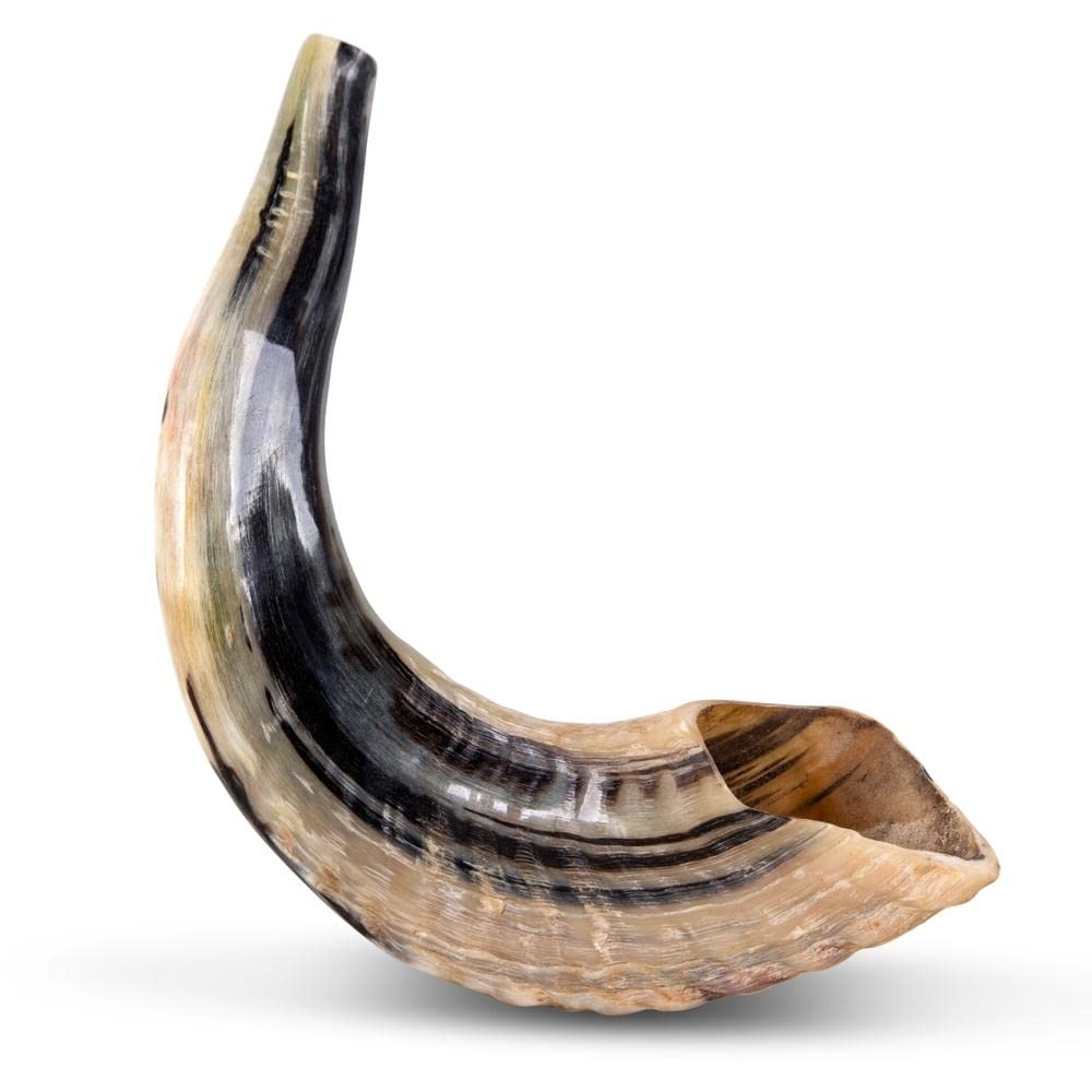 Natural Ram Horn Shofar with Curved Top and Ridges Ship From Israel
