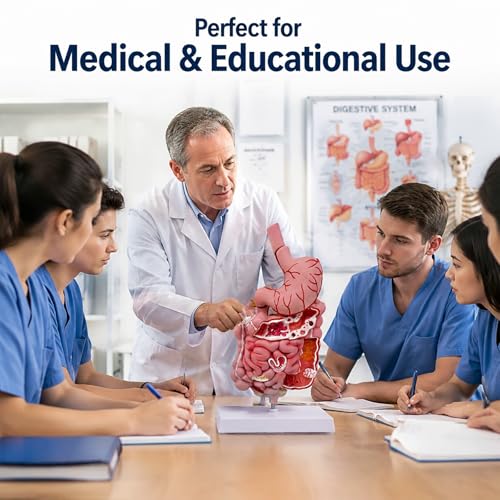 Image of Human Digestive System Model with Removable Stomach, GI-Tract and Colon, Includes Product Manual