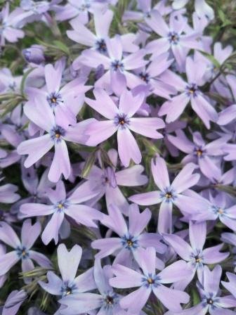 芝桜孝明 Amazon.co.jp: アグリショップひむか 芝桜・シバザクラ(紫/オー