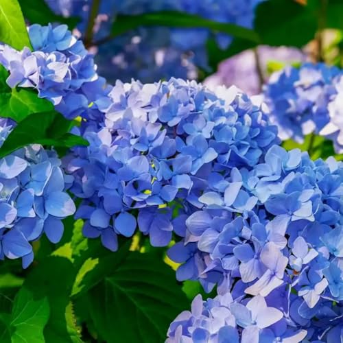 Image of Hydrangea Blue Live Flowering Plant with Pot | Hortensia Plant Live | Blue Hydrangea Shrub for Home Garden Balcony Terrace Outdoor