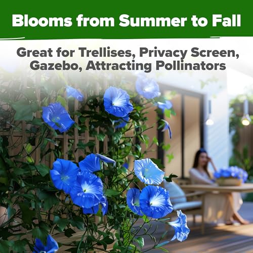 Image of HOME GROWN Heavenly Blue Morning Glory - 150 Heirloom Seeds for Planting, Ideal for a Flower Garden that Attracts Pollinators and Birds (Ipomoea Tricolor)
