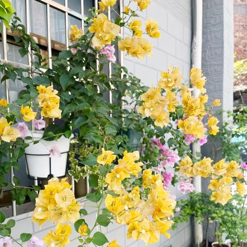 bougainvilleasamen - balkon bodendecker winterhart garten schnellwachsende 900pcs