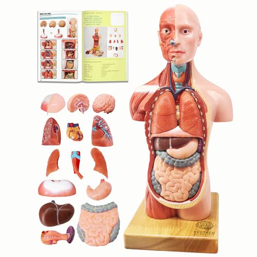 EVOTECH SCIENTIFIC 2025 New Human Body Model for Kids, 15 Pcs Removable 11 inch Human Torso Anatomy...