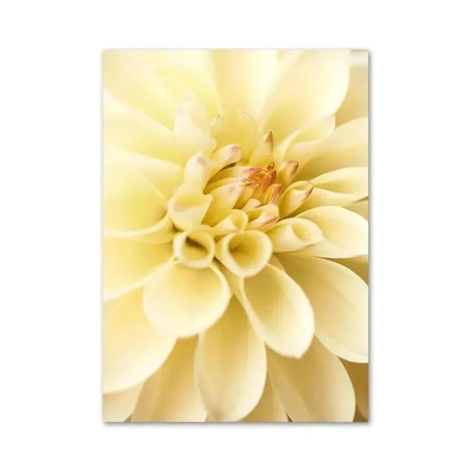Xenite I Wall Art Canvas Prints Canvas Painting Yellow Dahlia Sunflower Orchid Butterfly Beige Wall Art Nordic Posters And Prints Pictures For Living Room Decor(,40X50cm)