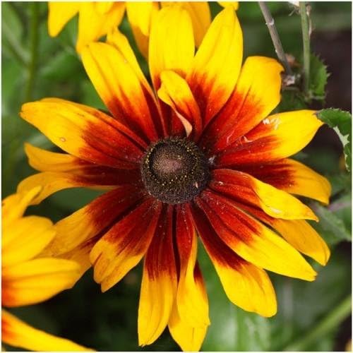 Miniatura 3 de Semillas de Daisy Gloriosa para plantar, más de 1000 semillas de flores por paquete, (semillas de jardín de Isla), nombre científico Rudbeckia Hirta
