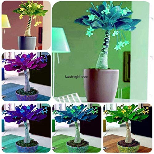 Purple5: Vigoroso vitalidad Ascendente Alto Valor Ornamental MoneyIloe