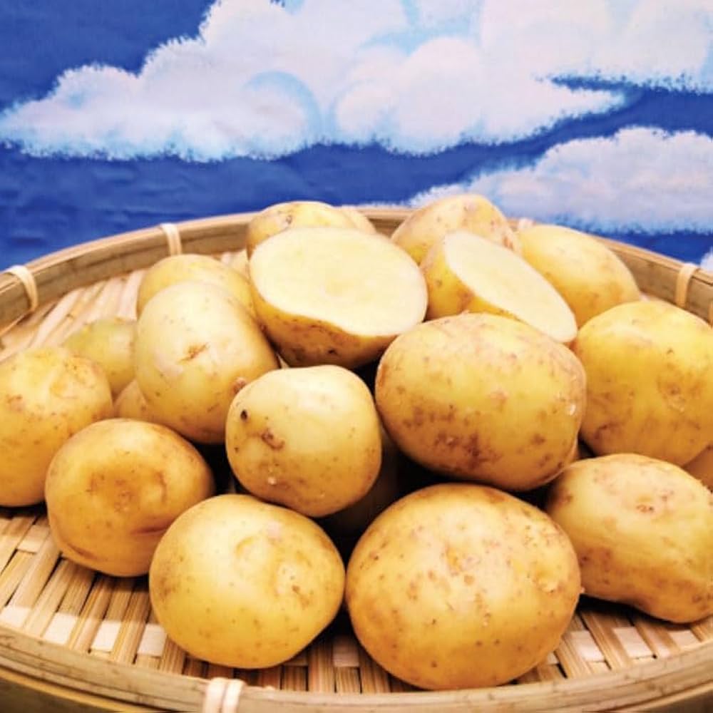 Amazon.co.jp: 種 じゃがいも アイマサリ PVP 約500g※大小ミックス