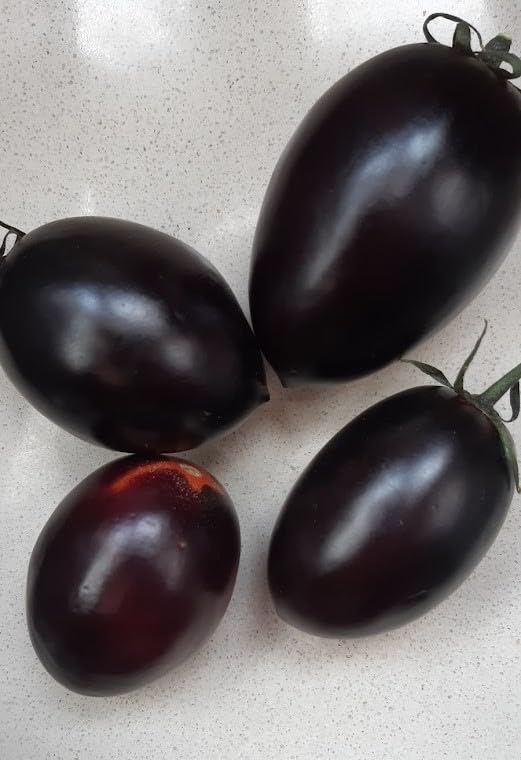 TOMATO BLACK PLUM-PLUM-BLACK PLUM-SEEDS