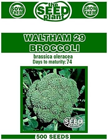 Waltham 29 Broccoli Seeds - 500 Seed Non-GMO