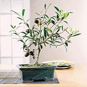 Seeds. Rare mini olives bonsai bonsai fresco fresco agramsero bonsai (olea europaea) olive tree olive bonsai garden supplies10pcs: Only seeds