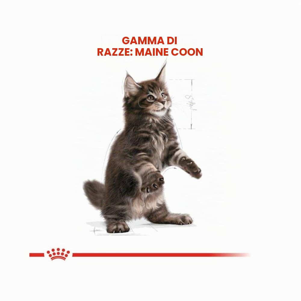 Royal Canin Maine Coon Kitten | Confezione da 4 | 4 x 400 g | Cibo secco per gatti | Specifico per cuccioli di gatto Maine Coon | Per favorire la digestione e il sistema immunitario