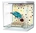 Marina Betta Aquarium Starter Kit, Boy Fireworks