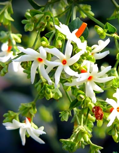 Image of Shuli Parijat Live Flower Plant for Garden Balcony Terrace | Healthy Nursery Plant with Fragrant White Orange Blooms | Natural Aromatic Plant for Peaceful Ambience and Landscaping