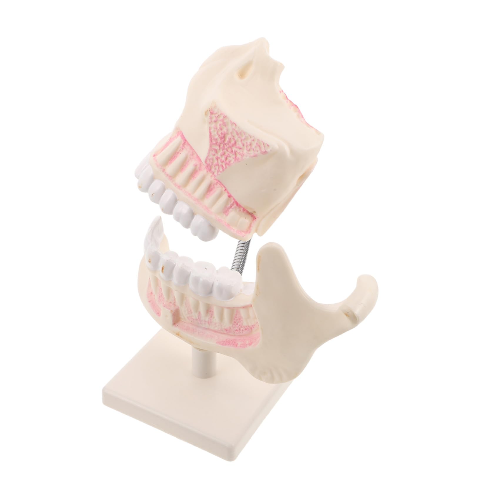 Modello di Denti in Plastica Modello di Pratica per Denti Artificiali Realistico per Studio Dentistico e Apprendimento