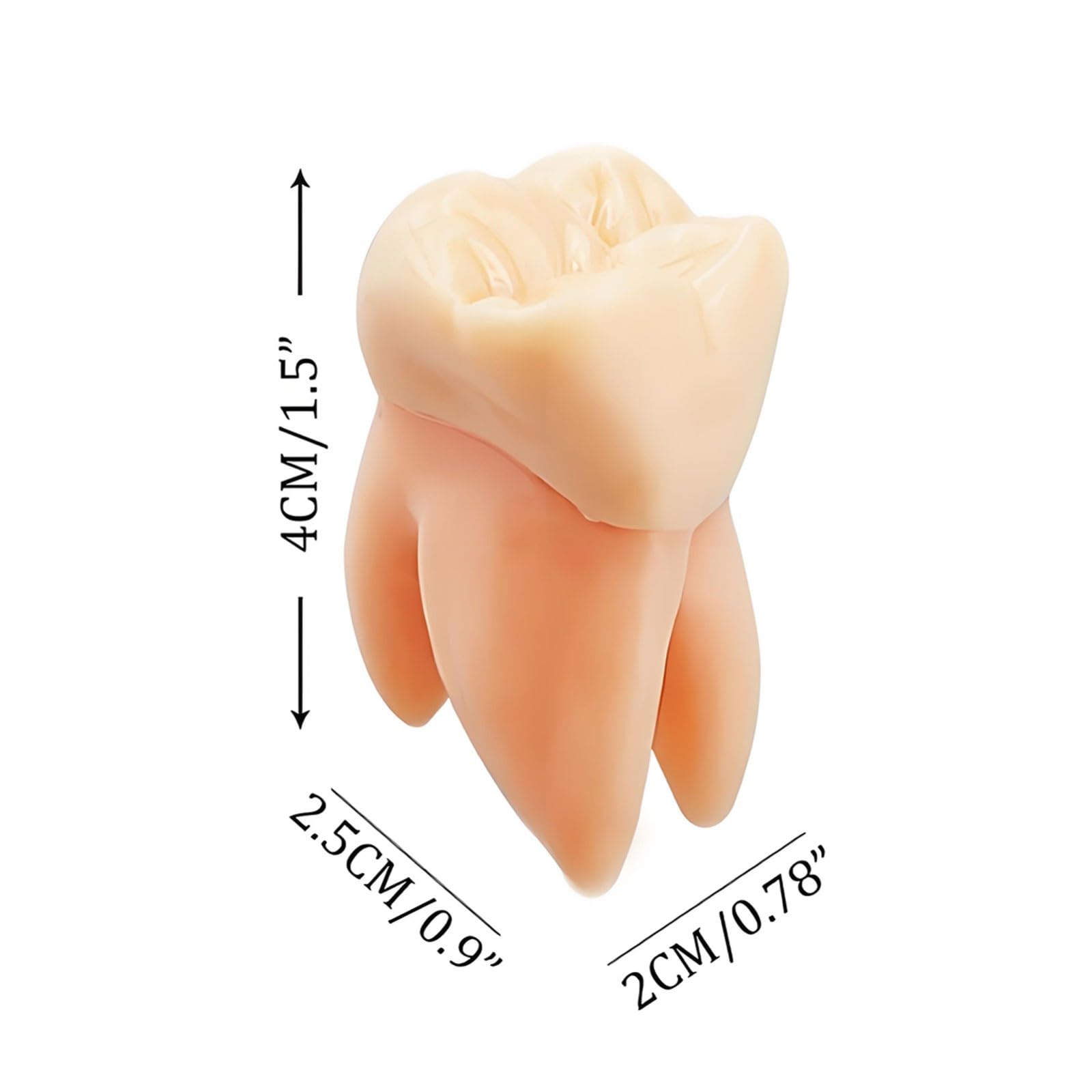 Juego de 32 modelos de dientes permanentes de resina educativa para demostración dental para enseñar y estudiar anatomía.
