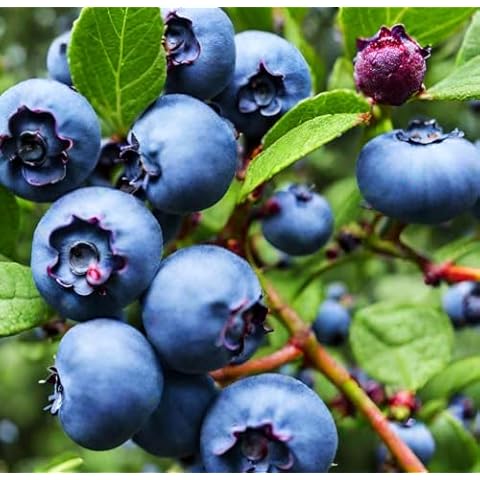 Blueberry 50 Seeds by Seeds Of Strength Cover