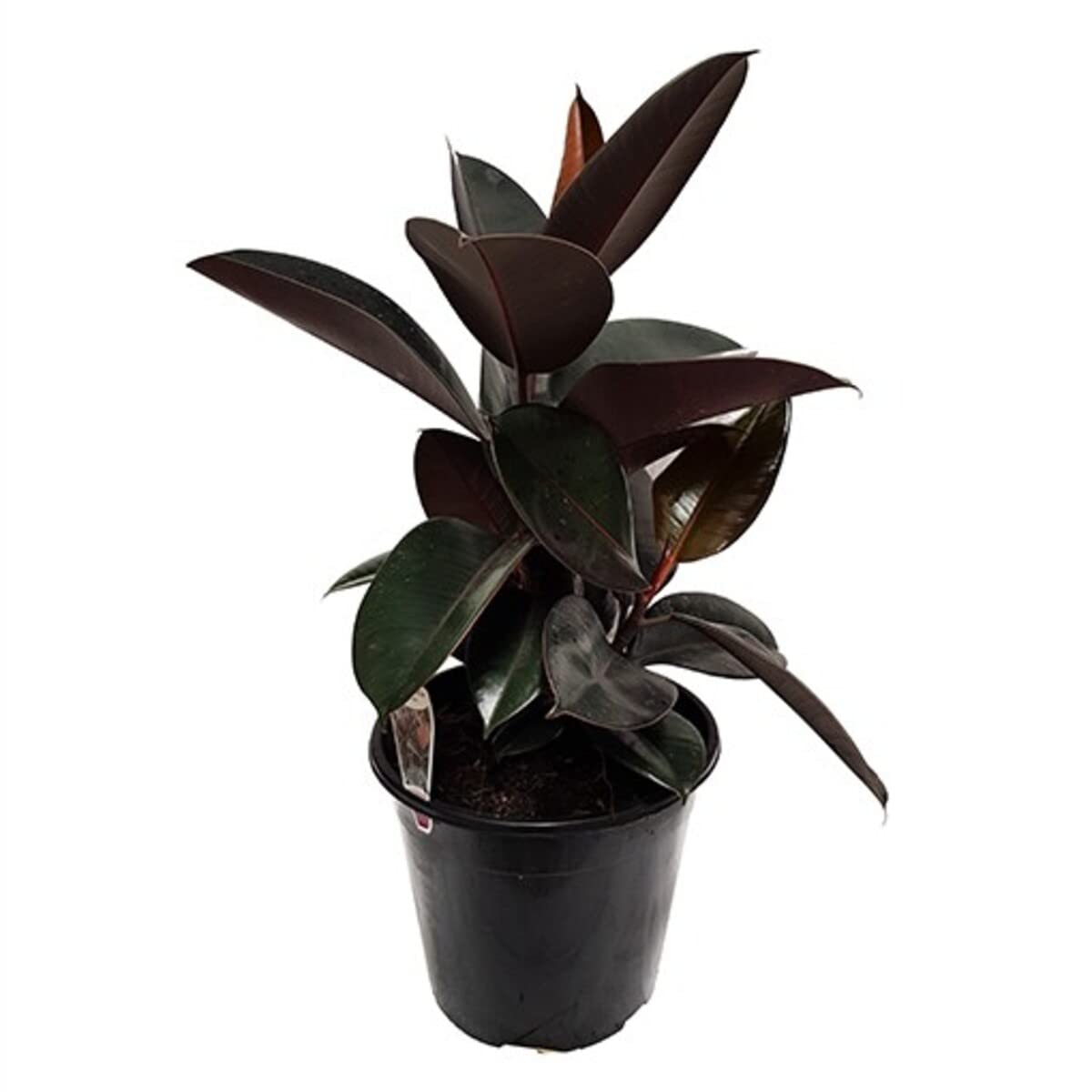Golden Bloom Big Size black rubber plant live Height 2 Ft Plant With Out Pot Live Ficus Elastica Burgundy II Black Prince Rubber Plant (B0BNQJFQRN) Amazon Price History, Amazon Price Tracker
