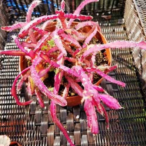 Chuxay Garden Hurricane Cactus Seed,Lepismium Cruciforme 20 Seeds Rare Epiphyllum Exotic Rhipsalis Succulent Great For Desktop Bonsai #TOP3