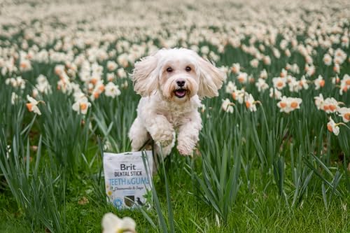 Brit Hundezahnstäbchen mit Inhaltsstoffen zur Unterstützung von Zähnen & Zahnfleisch, Kamille & Salbei Geschmack für Hunde, 1 Packung mit 7 Stäbchen