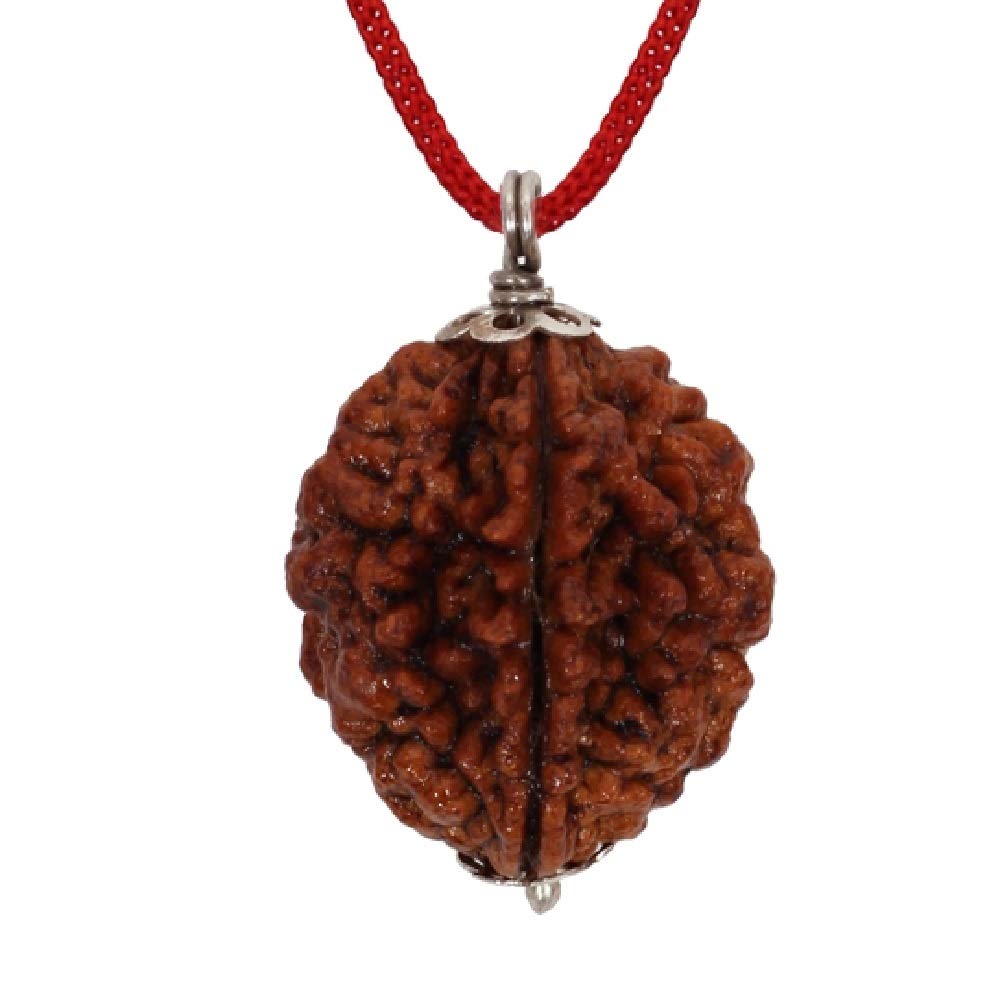 Pendentif Rudraksha 2 Mukhi (Deux Faces) - Certifié - Fil Rouge Inclus - Marron