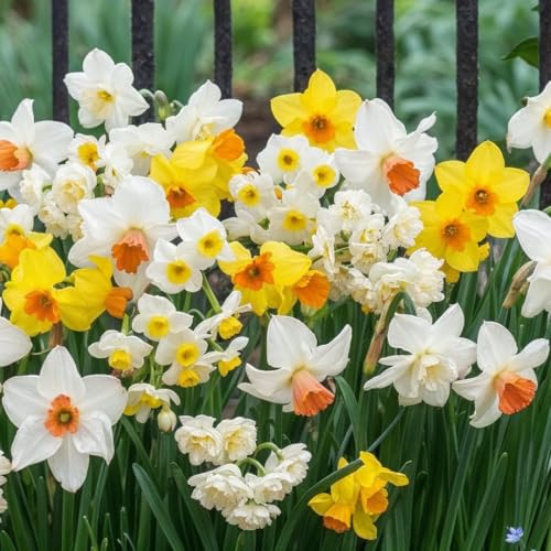 FLORIUM Collezione Budget di Bulbi di Narciso (25 Bulbi | Perenne e Rustica | Bulbi a Fiore | Giunchiglie Profumate | Miscela dall'Olanda per Giardino e Vaso | 6/7 Varietà