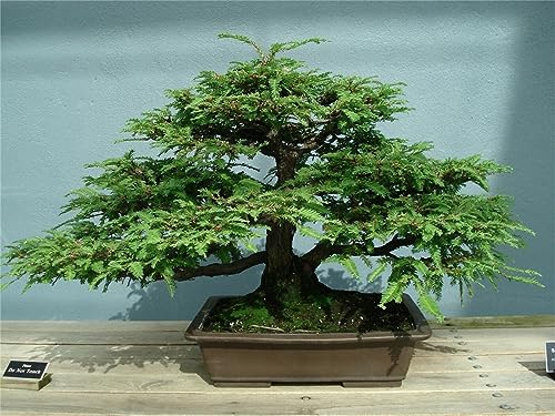Rare Plant Tree Seeds 30+ California Coast Redwood Seeds (Sequoia sempervirens)