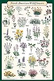 North American Wildflowers Laminated Educational Science Reference Chart Print Poster 24x36