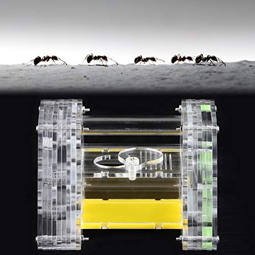 Nido de hormigas transparente que evita fugas con estuche hidratante 2