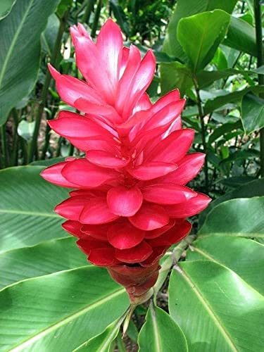 Radha Krishna Agriculture® Curcuma alismatifolia, commonly called Siam tulip Curcuma Flower Bulbs For Home Gardening Planting (Red, Pack Of 4 Bulbs)-image-24