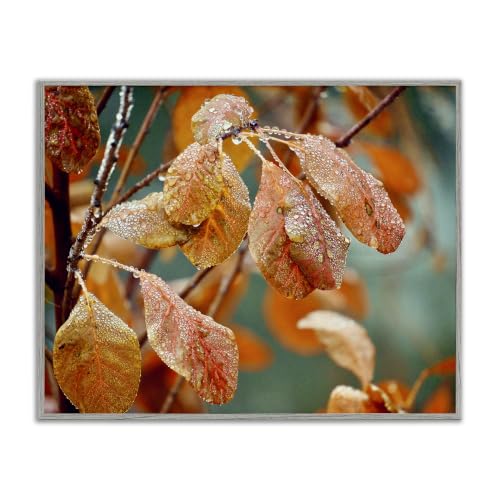'Autumn Tree Leaves Water Droplets Fall Foliage'| Framed Giclee Art