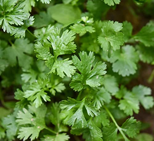800+ Coriander Seeds For Planting Herb Seeds Collection For Your Indoor Herb Garden #TOP1