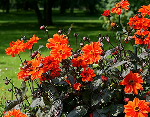 Dahlia variabilis Bishop’s Children - 20 Samen