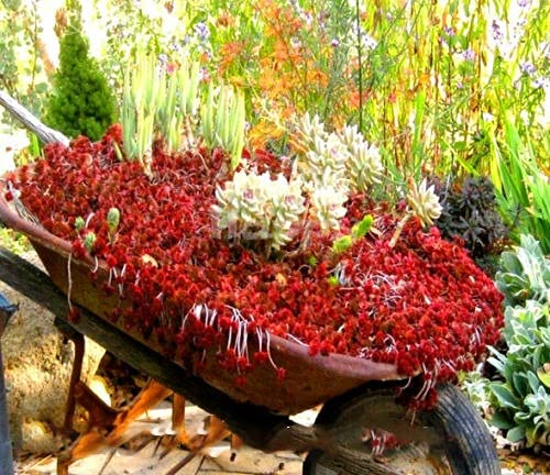 TRTO 240 Seeds - Sedum spurium coccineum - Carpet Forming for Planting Garden Yard Patio and Useful for Gifts (240 Seeds)