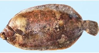 刺身が旨い凄い厚み 活 ババガレイ ナメタガレイ 活魚神経〆 鰈 1 2kg以上 遊廊亭 乾水産 鮮魚 通販 Amazon