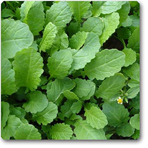 Radha Krishna Agriculture VEGETABLE SEEDS MUSTARD SARSO 100% ORGANIC F1 HYBRID SEEDS PACK (B07WTNBVDG) Amazon Price History, Amazon Price Tracker