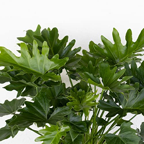 United Nursery Live Philodendron Shangri La, Indoor Outdoor House Plant, Indoor Tropical Plant, Low Maintenance Easy Care Plant, Ships Fresh From Our Farm In 10 Inch Grower Pot #TOP2