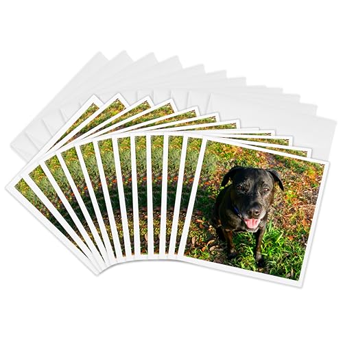 Cartes vœux labrador noir 15x15 cm 3dRose pack papeterie animaux de compagnie