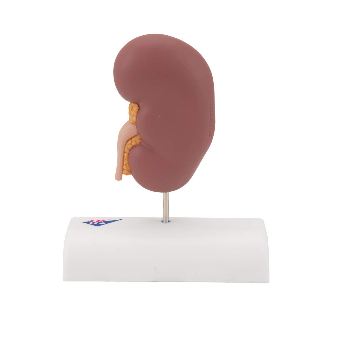 3B Scientific Anatomia ludzka - model z kamienia nerkowego + bezpłatne oprogramowanie anatomiczne - 3B Smart Anatomy, K29