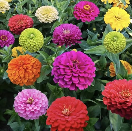 1000+ Crazy Blend Zinnia Seeds for Planting, Heat & Drought Tolerant, Zinnia Elegans Lilliput Seeds, Garden Cut Flower Mix, Non GMO, Untreated Mixed Color Zinnia Flowers