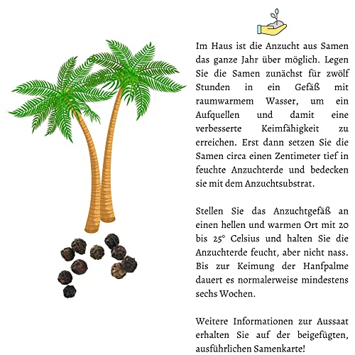 Hanfpalme Samen (Chamaerops excelsa) - Exotische Palme ideal geeignet als Kübelpflanze Indoor und Outdoor