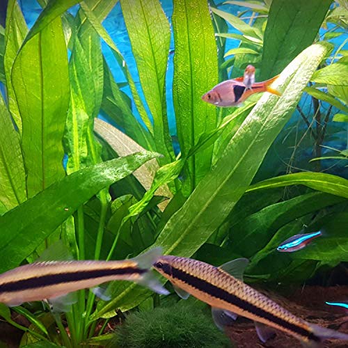 Greenpro 3-Bundles Amazon Sword | Echinodorus Bleheri Live Aquarium Plants Package Aquatic Freshwater Fish Tank Decorations #TOP3