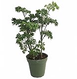 Japanese Ming Aralia Tree Plant - Polyscias - Indoor - 4' Pot