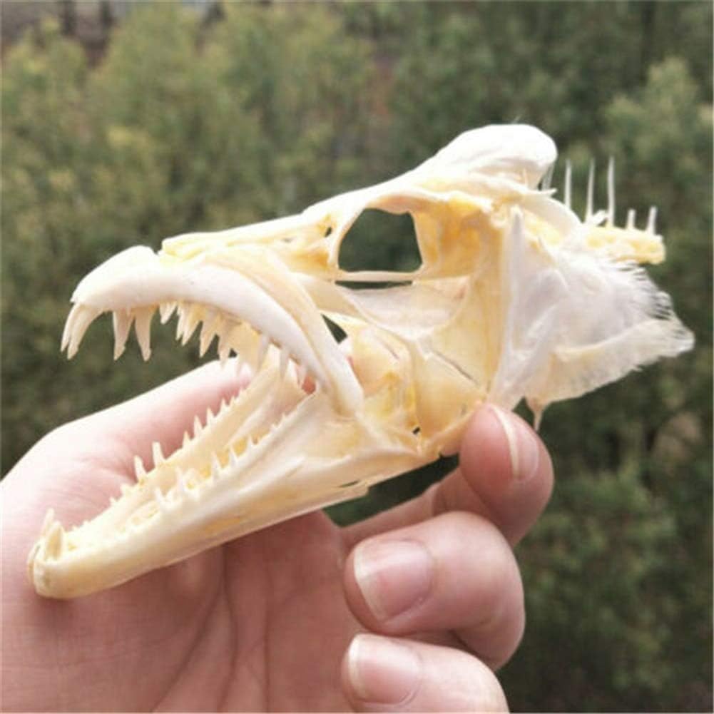 Amazon Co Jp 16 Cmのサンマの頭蓋骨標本 Eel骨標本剥製グッズ研究アニマルスカルハウスベストギフトホームデコレーションバーの装飾 ペット用品