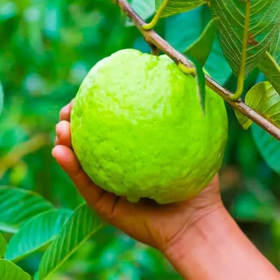 Image of Natura GreenHouse Original 1 Live 1 kg guava Guava Amrud Plant hybrid all seasons Height 1.5-2 FT (1 kg guava)