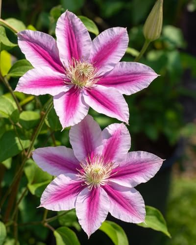 Perennial Farm Clematis 'Dr. Ruppel' Hybrid – Live Flowering Vine