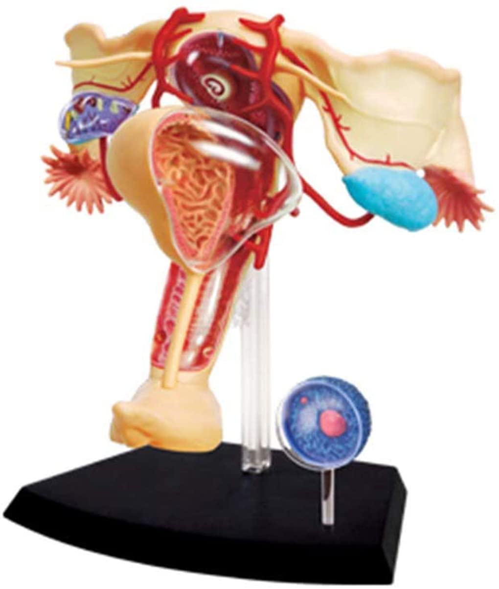 1: 1 órganos reproductivos Femeninos Humanos Ensamblaje del Rompecabezas 19 PPC 4D Modelo de enseñanza médica Manikin Ciencia Modelo anatómico 13 * 12 * 16cm