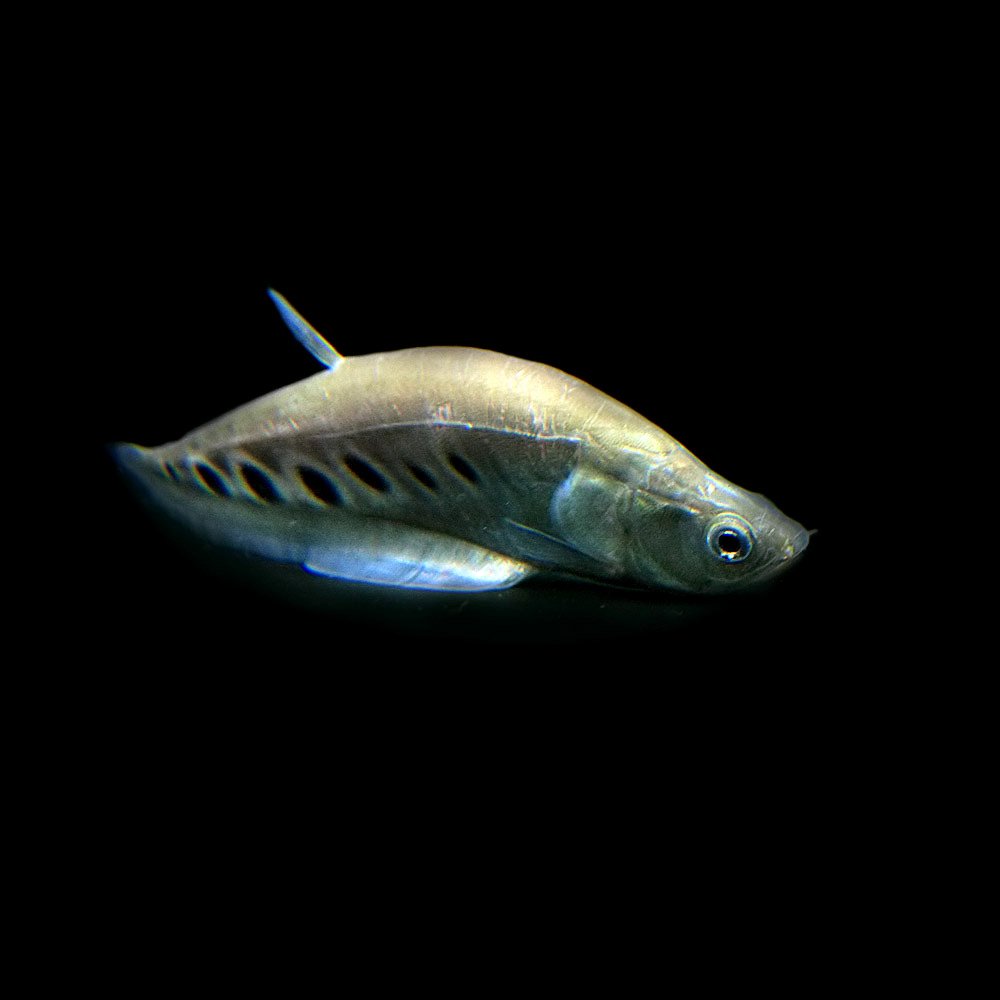 Amazon | (熱帯魚)スポットナイフ （約10cm)(1匹) | 観賞魚・水中生物