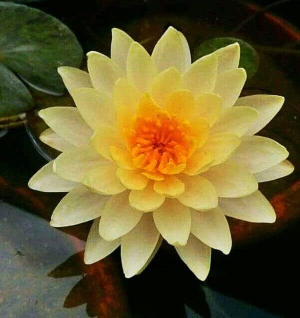 Lily Pond Store -Clyde Ikins Live Hardy Waterlily Plant, (Color-Peach)