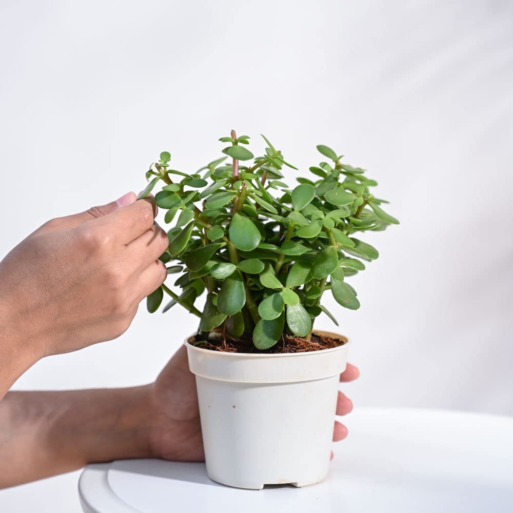 Lalthra Hanging Grass Plant - Easy Indoor Outdoor Decor -7